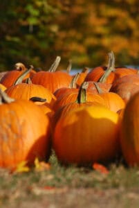 Pumpkins